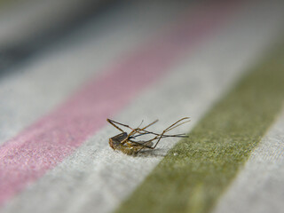 A dead anopheles mosquito lying on fabric