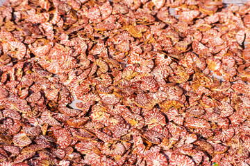 Finely chopped betel nut or areca nut is being dried in the sun