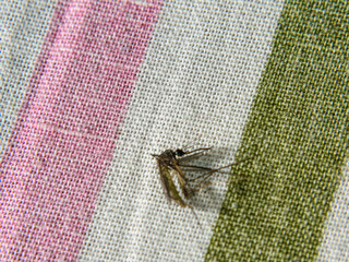 A dead anopheles mosquito lying on fabric