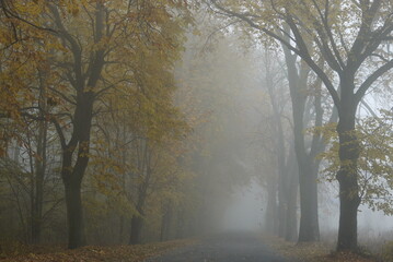 Misty (foggy) morning and sunrise in Poland