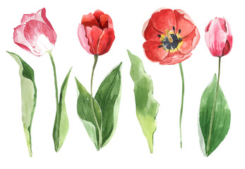 Watercolor spring garden flowers. Anemones, tulips, peonies, green leaves. Delicate watercolor flowers for wedding decoration, cards, invitations, stickers, gliders, posters 