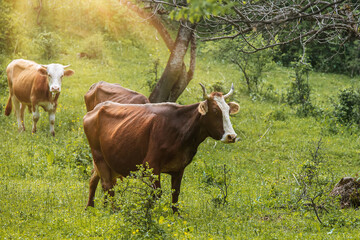 A herd of cows grazing in a green forest