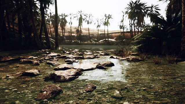 Pond and palm trees in desert oasis
