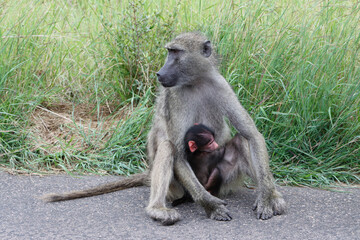 Kruger National Park, South Africa : Chacma baboon and baby