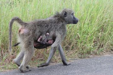Kruger National Park, South Africa : Chacma baboon and baby