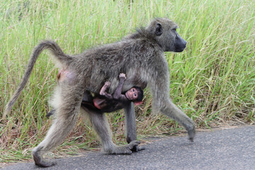 Kruger National Park, South Africa : Chacma baboon and baby