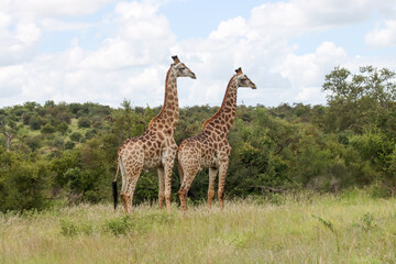 Kruger National Park, South Africa: giraffe