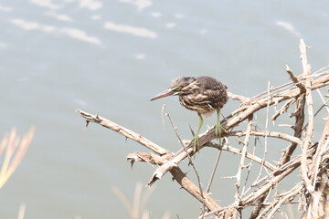 Kruger National Park, South Africa: Sunset Dam Green-backed heron juvenile