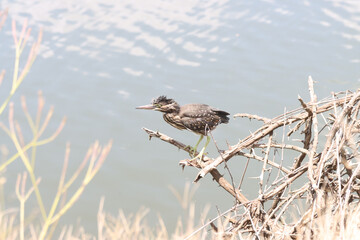 Kruger National Park, South Africa: Sunset Dam Green-backed heron juvenile