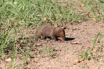 Kruger National Park, South Africa: Dwarf mongoose