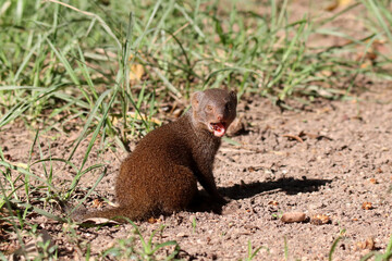 Kruger National Park, South Africa: Dwarf mongoose