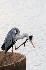 Kruger National Park, South Africa: Grey Heron