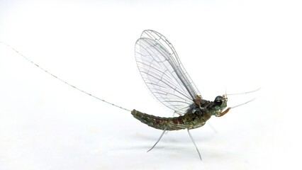 Mayfly, isolated on the white background
