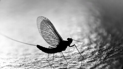 Silhouette of a mayfly on a stone texture background - obrazy, fototapety, plakaty