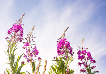 Blooming Willow herb, Ivan tea on blue sky. Willow-herb meadow. willow-herb tea,