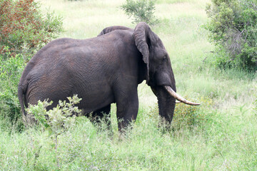 Fototapeta premium Kruger National Park, South Africa: elephant