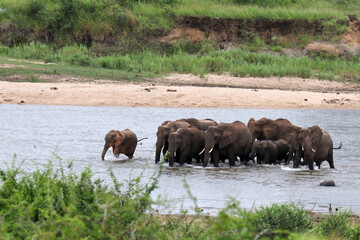 Naklejka na ściany i meble Kruger National Park, South Africa: elephant herd crossing Sabie River