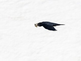 Raven flying by after catching a Water pipet
