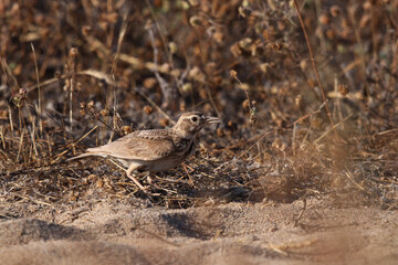 Crested Lark (Galerida cristata) hiding in dry grass