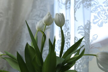white tulips in a bouquet on a white table