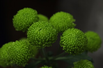 bouquet of green chrysanthemums on a gray background window and curtain