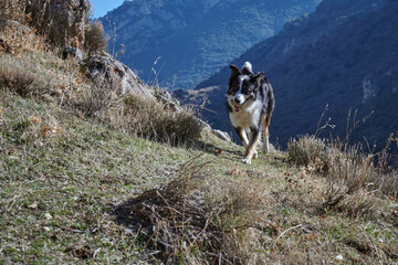 A cute black and white dog in nature