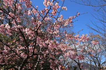 pink plum blossom