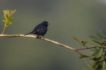 A small bird warming perched on a tree branch