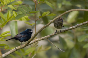 A couple of  small birds perched on a tree branch