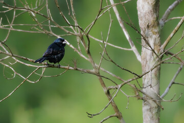 A small bird warming perched on a tree branch