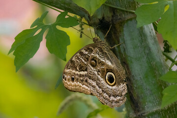 An enormous owl butterfly hiding on a bush to take a nap