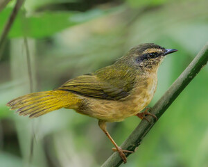 A small bird perched on a tree branch