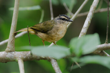 A small bird perched on a tree branch