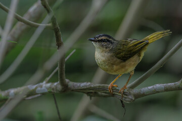 A small bird perched on a tree branch