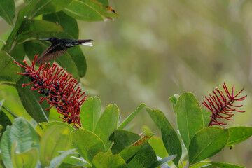 A tiny hummingbird flying over blooming bushes