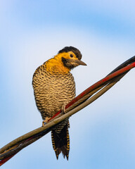A yellow woodpecker sunbathing perched  on wires