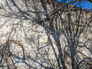 Concrete wall with dry tree branches and shadows
