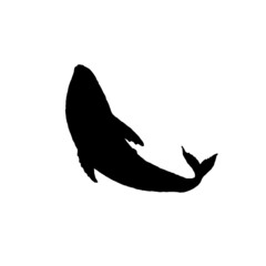 whale silhouette jumping playful aquatic animal doodle vector Illustration.