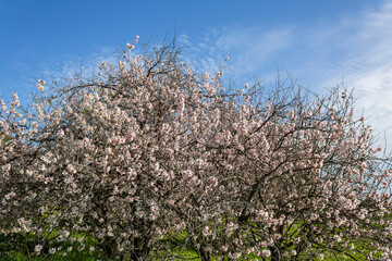 Blossoming almond trees in front of blue sky and green grass