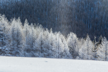 厳冬の霧ヶ峰から霧氷とダイヤモンドダスト