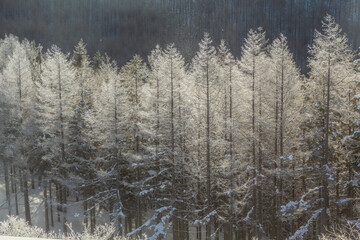 厳冬の霧ヶ峰から霧氷とダイヤモンドダスト