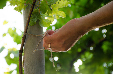 The hands of a man tie a vine to a support. Gardening concept