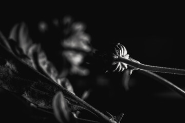 Grayscale close-up shot of some daisies in dim lighting
.Great for wallpaper.