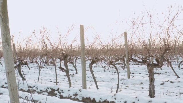 grape vines in the winter under the snow - moving shot with sun in the background