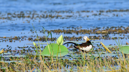 Pheasant-tailed jacana isolated against lake waters. Walks swiftly on the lotus leaves. Beautiful wetland birds in Sri Lanka.
