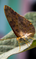 Fototapeta na wymiar A beautiful butterfly in a leaf of an egg plant in daylight