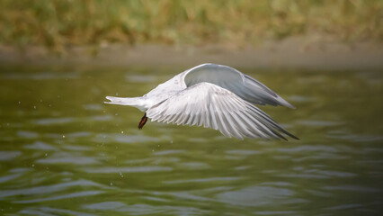 Tern hovering above the freshwater surface hunting for fish in the lake.