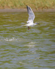 Whiskered tern's successful attempt on fishing in the lake, catch a small fish and emerge from the waters and fly away.