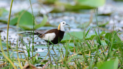 Beautiful pheasant-tailed jacana bird stands in lotus leaf in Yoda Lake, Hambantota.