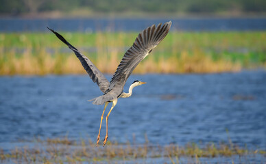 Beautiful Grey heron bird takes off from the water surface. Captured in the evening near Yoda lake in Hambantota.